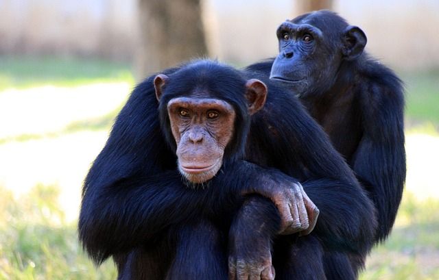 chimpancé 2