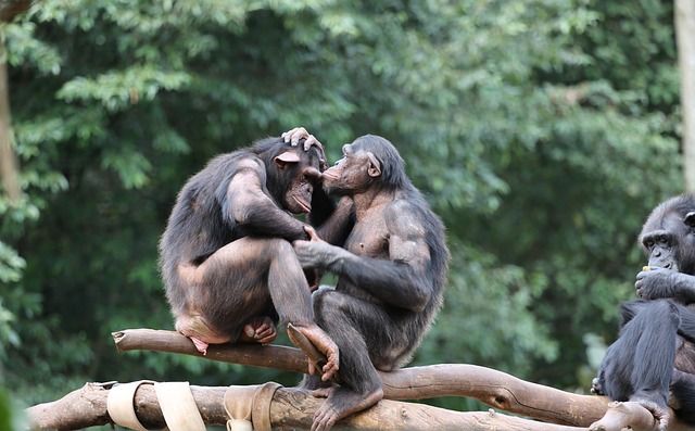 monkeys