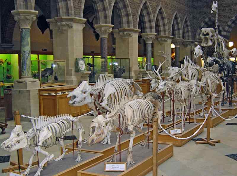 Charles Darwin
