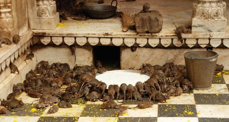 Templo de las ratas en Deshnoke
