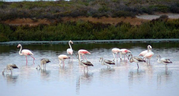 Parque Natural Ses Salines Parque Natural Ses Salines