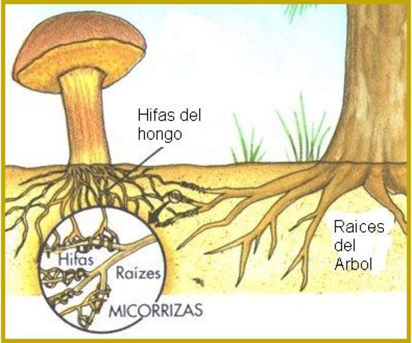 micorrizas