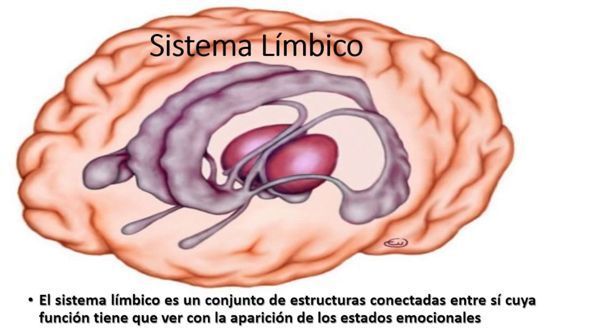 sistema límbico